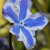 Omphalodes Starry Eyes - Abriachan Nurseries, The Garden On Loch Ness